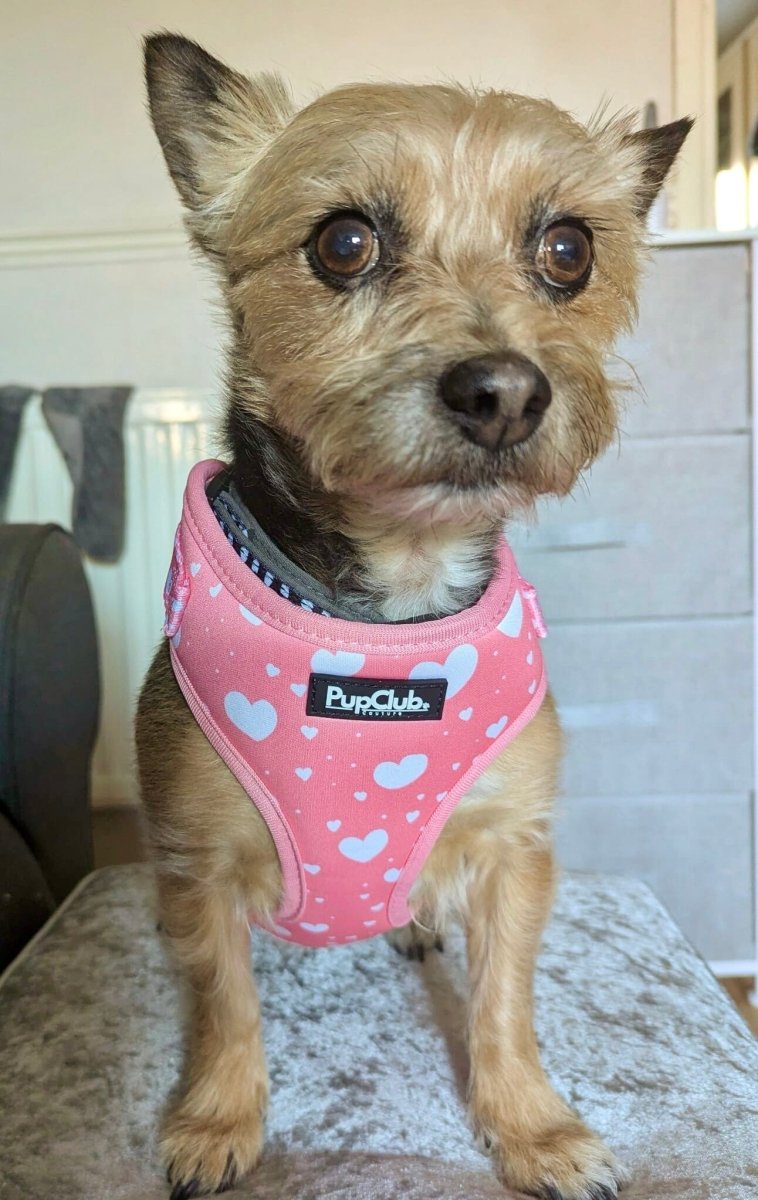 Adjustable Harness - Peachy Hearts