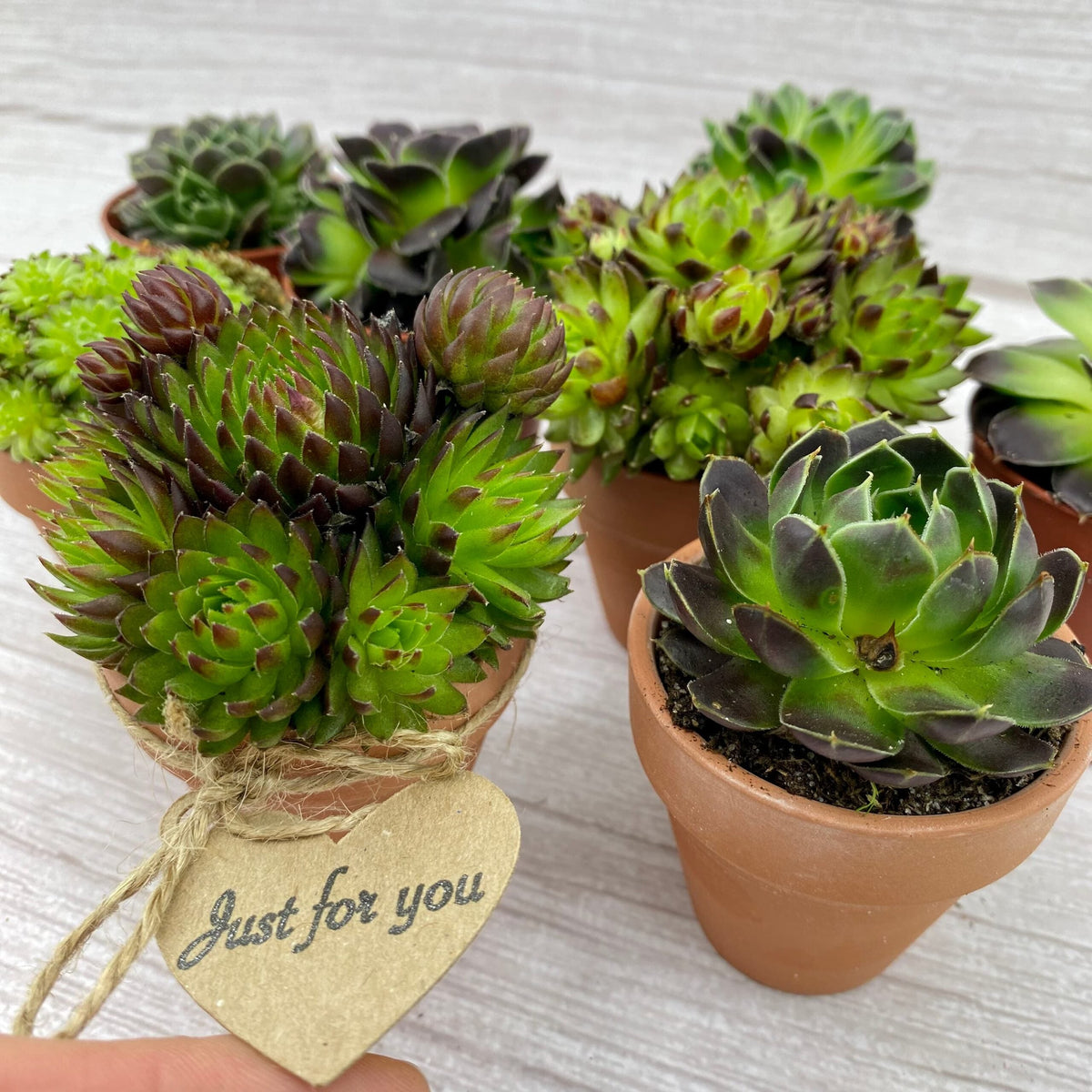 Gardeners Gift Box