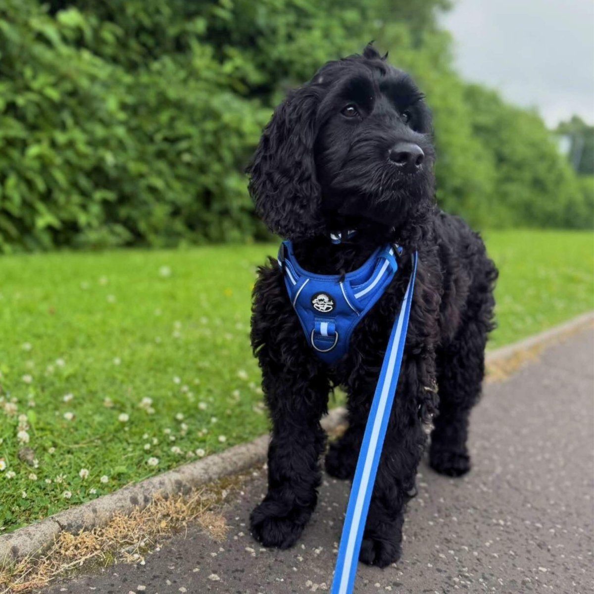 Rugged Rover™ Harness - Royal Blue