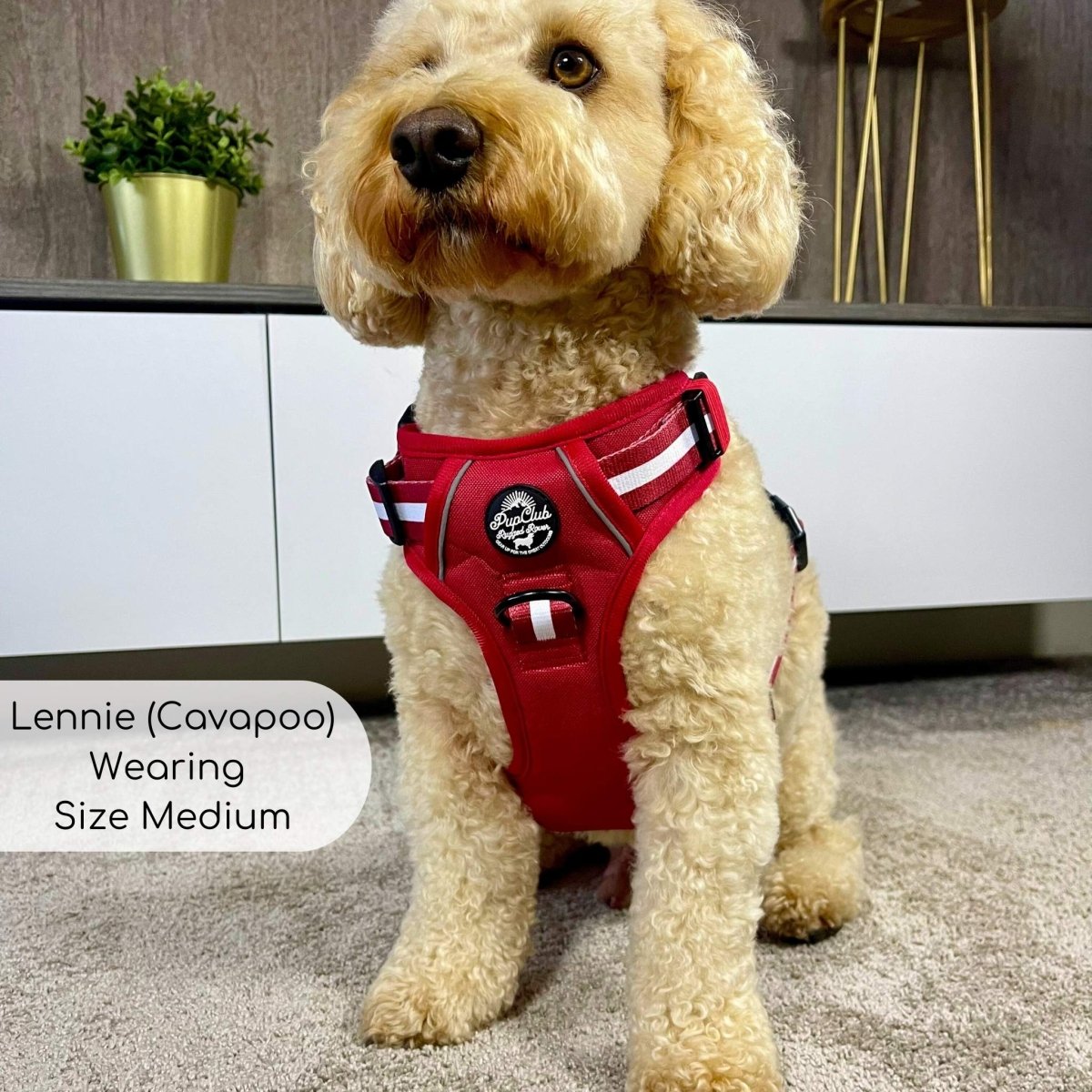 Rugged Rover™ Harness - Berry Red