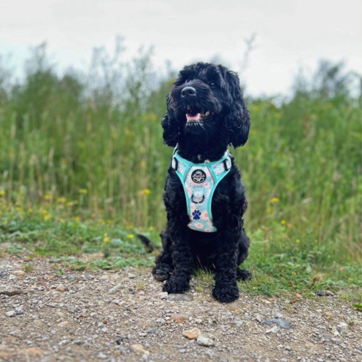 Rugged Rover™ Harness - Pastel Daisy
